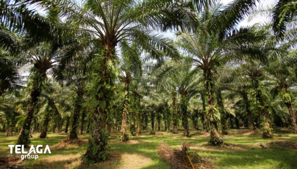 Mengelola 8.536 Hektar Kebun Sawit Strategi Sukses Telaga Group dalam Industri Perkebunan