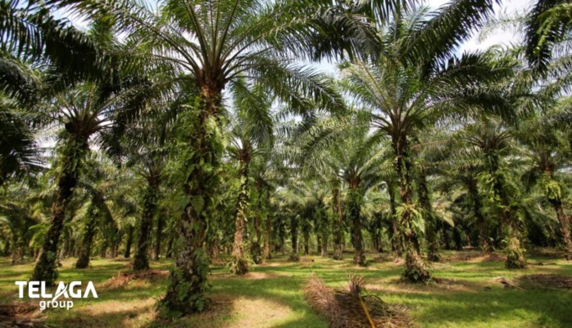 Mengelola 8.536 Hektar Kebun Sawit Strategi Sukses Telaga Group dalam Industri Perkebunan