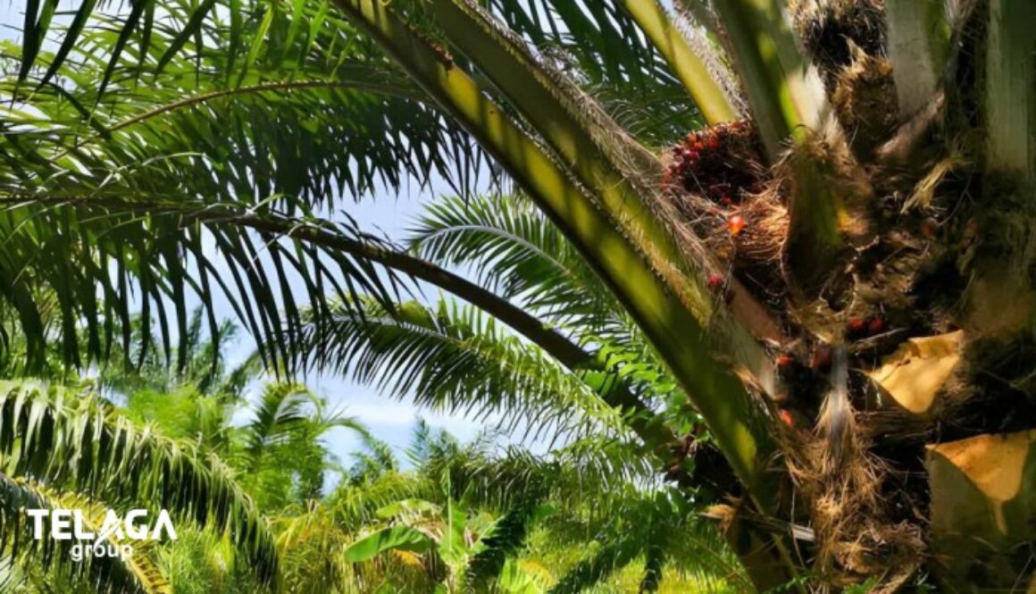 Pengalaman Sejak 1978 Kekuatan PT. Raya Padang Langkat dalam Mendukung Telaga Group